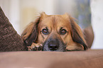 Nova-Scotia-Duck-Tolling-Retriever-Mischling