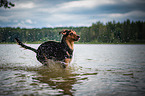 rennender Jagdhund-Mischling