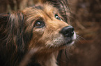 Collie-Mischling Portrait