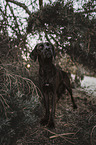 schwarzer Labrador-Mischling