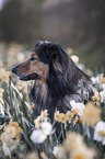 Border-Collie-Mischling Portrait