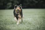 rennender Border-Collie-Mischling