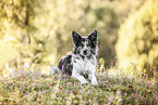 liegender Border-Collie-Mischling