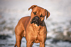 Boxer-Labrador-Retriever Rde