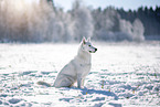 Mischling im Schnee