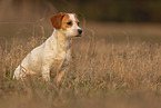 Parson-Russell-Terrier-Mischling Rde