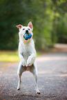 Labrador-Retriever-Schferhund Rde