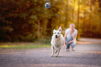 Labrador-Retriever-Schferhund im Herbst