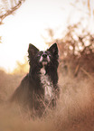 Border-Collie-Mischling Hndin