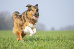 rennender Australian-Shepherd-Mix