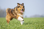 rennender Australian-Shepherd-Mix