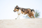 rennender Australian-Shepherd-Mix