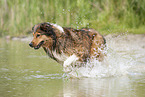 Australian-Shepherd-Mix rennt ins Wasser