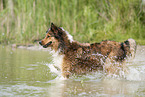 Australian-Shepherd-Mix rennt ins Wasser