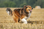 rennender Australian-Shepherd-Mix