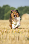 rennender Australian-Shepherd-Mix