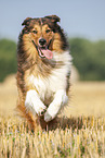 rennender Australian-Shepherd-Mix