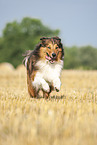 rennender Australian-Shepherd-Mix