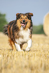 rennender Australian-Shepherd-Mix