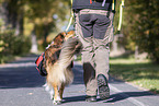 Wandern mit Hund