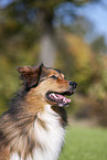 Australian-Shepherd-Mix Portrait