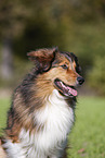 Australian-Shepherd-Mix Portrait