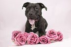 American-Staffordshire-Terrier-Mix