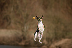 Parson-Russell-Terrier-Mischling im Herbst