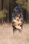 junger Hovawart-Schferhund