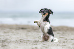 Jack-Russell-Terrier-Mischling Welpe
