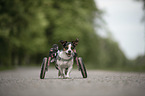 Jack-Russell-Terrier-Mischling im Rollstuhl