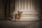alte Terrier-Mischling Hndin
