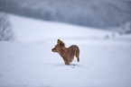 roter Cocker-Spaniel-Mischling