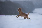 roter Cocker-Spaniel-Mischling