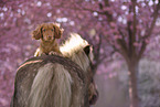 roter Cocker-Spaniel-Mischling