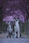 2 Whippet-Border-Collies