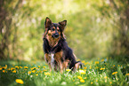 Schferhund-Border-Collie