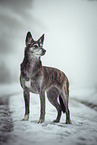 Husky-Mischling