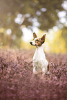 Jack-Russell-Terrier-Mischling im Sommer