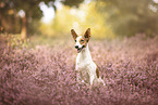 Jack-Russell-Terrier-Mischling im Sommer