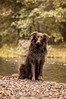 Australian-Shepherd-Mischling im Sommer