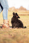 Frau und Chihuahua-Yorkshire-Terrier