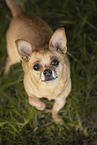 brauner Chihuahua-Mischling