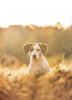 Jack-Russel-Terrier-Dackel