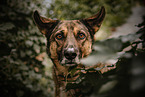 Schferhund-Mischling Hndin