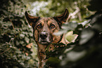 Schferhund-Mischling Hndin