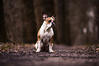 Boston-Terrier-Mischling