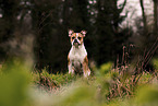 Boston-Terrier-Mischling