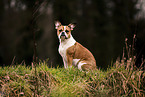 Boston-Terrier-Mischling