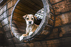 Jack-Russell-Terrier-Mischling
